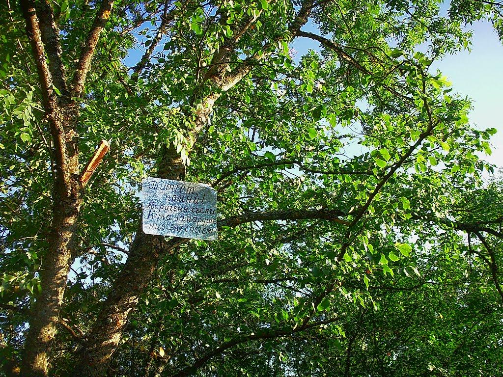 Научний з panoramio.com - Научний