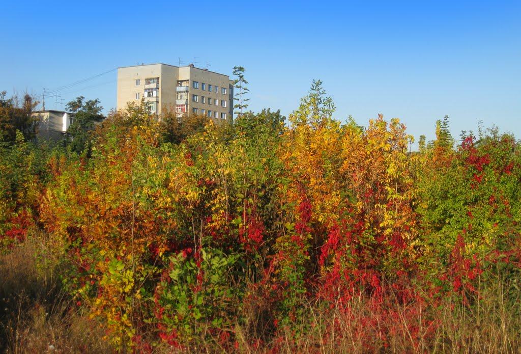 Затишшя з panoramio.com - Затишшя