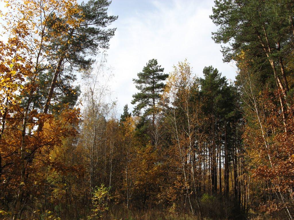 Добренька з panoramio.com - Добренька