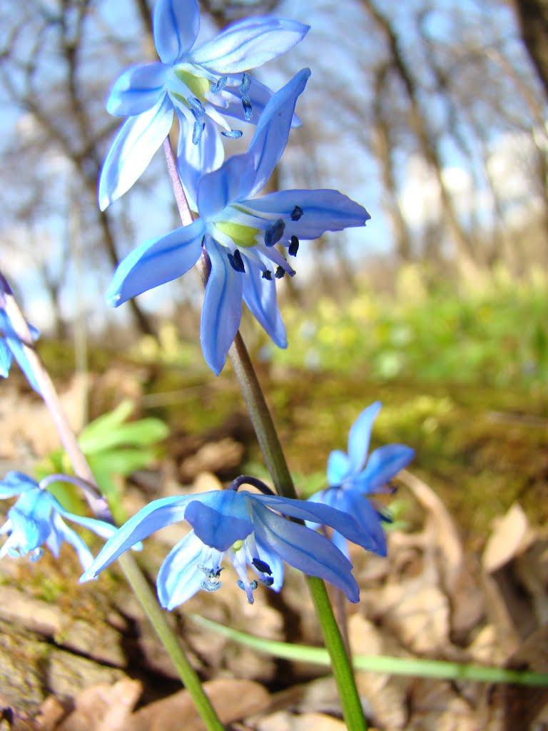 Ясенівський з panoramio.com - Ясенівський