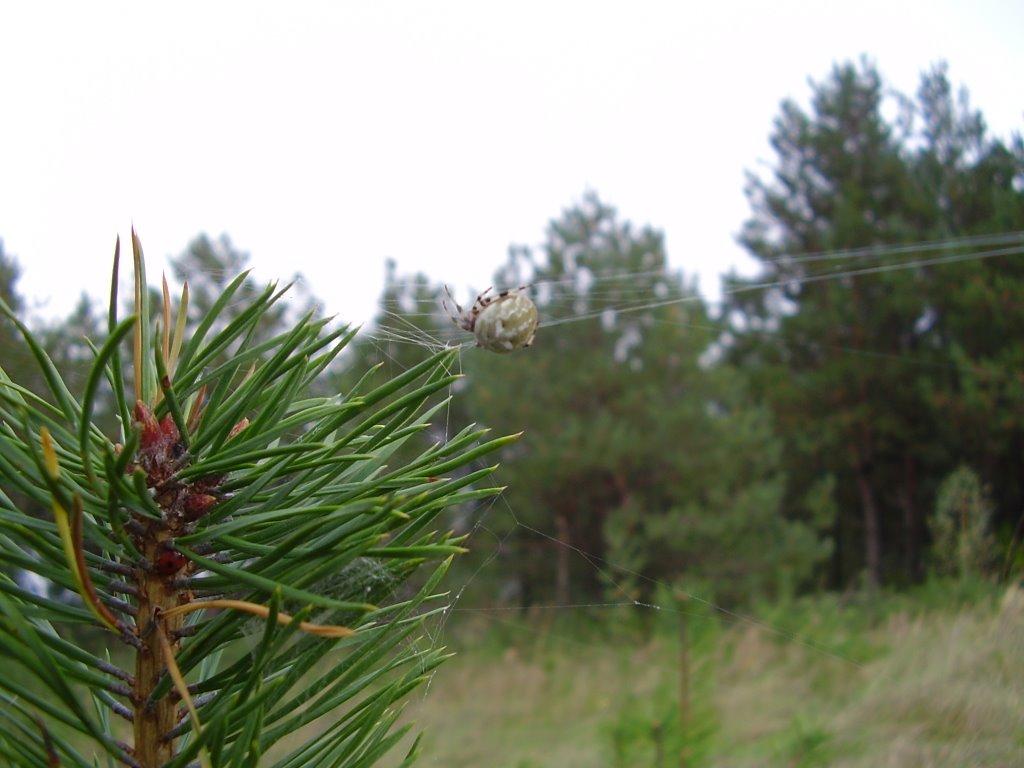 Куліші з panoramio.com - Kulishi