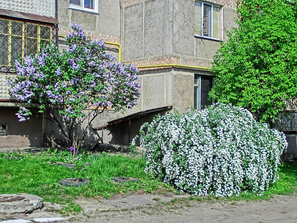 Олександрія з panoramio.com (ч.3) - Olexandria
