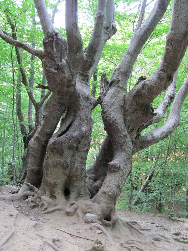 Генеральське з panoramio.com (ч.3) - Генеральское