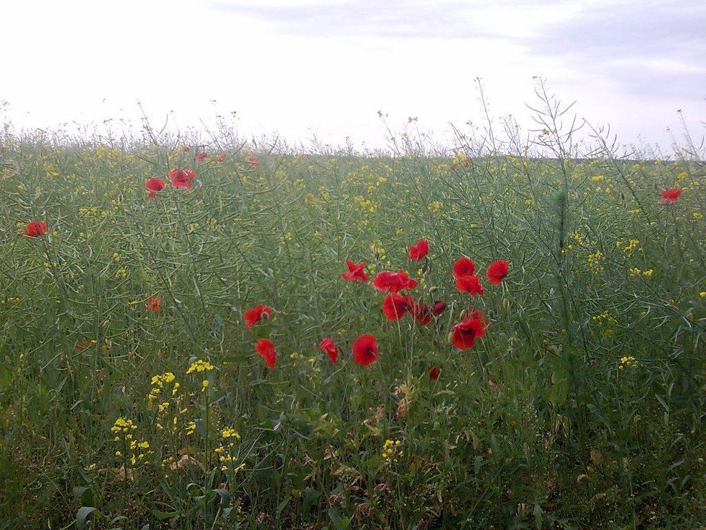 Сиваківці з panoramio.com - Сиваківці
