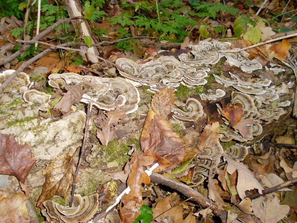 Ряське з panoramio.com - Ряське