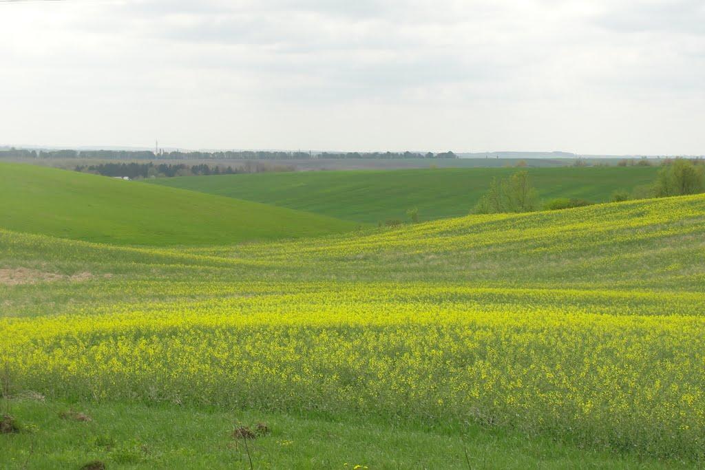 Пашківці з panoramio.com - Пашковцы