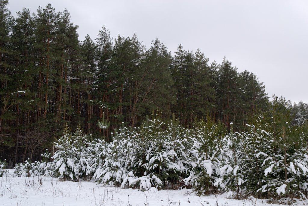 Добренька з panoramio.com - Добренька