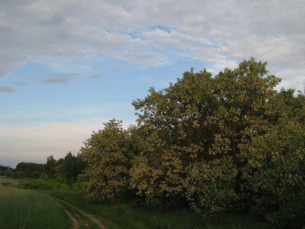 Лютенські Будища з panoramio.com - Лютенські Будища