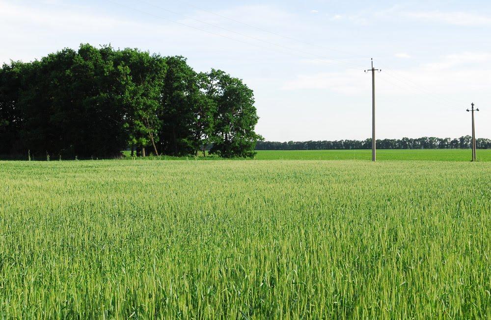 Сухоліси з panoramio.com - Сухолесы