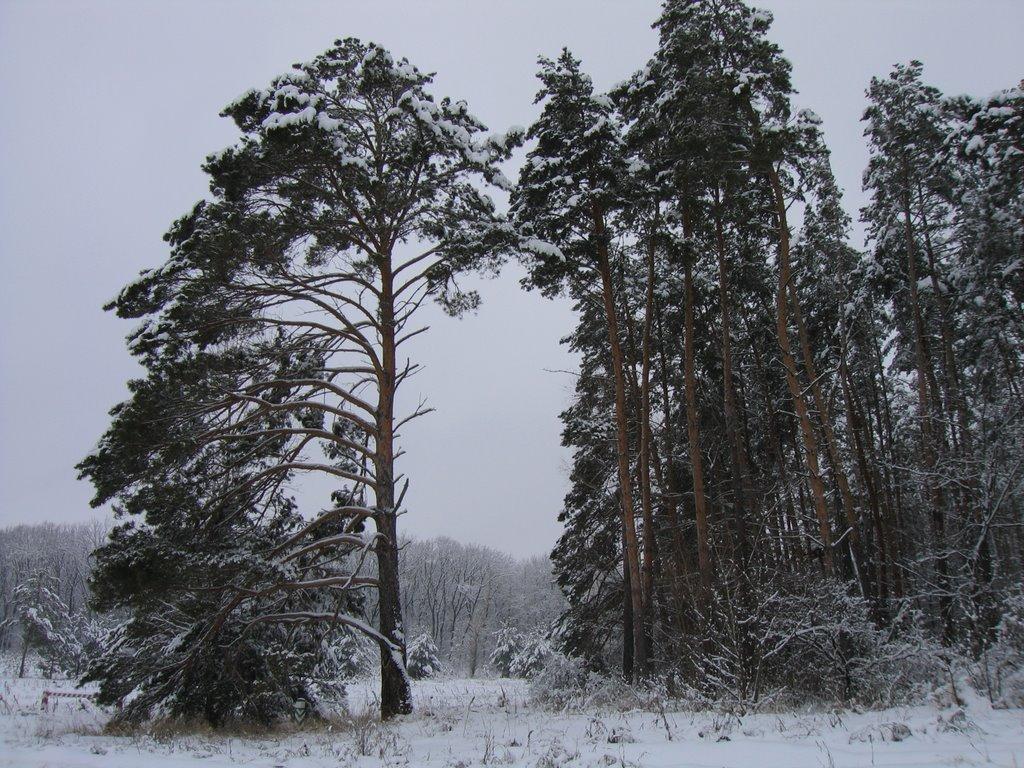 Добренька з panoramio.com - Добренька