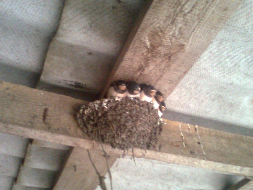 Стави з panoramio.com - Ставы