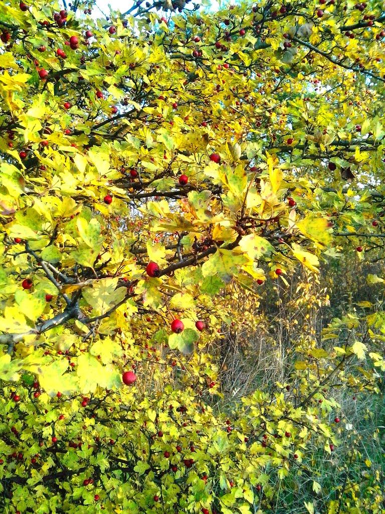 Лисичанськ з panoramio.com (ч.3) - Lysychansk