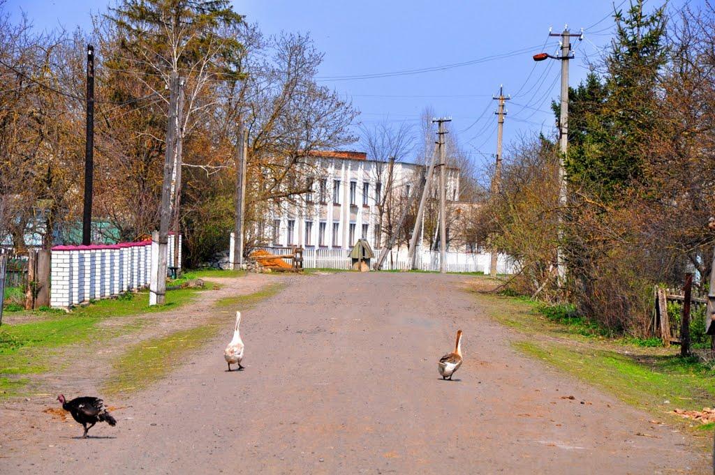 Христівка з panoramio.com - Христевка