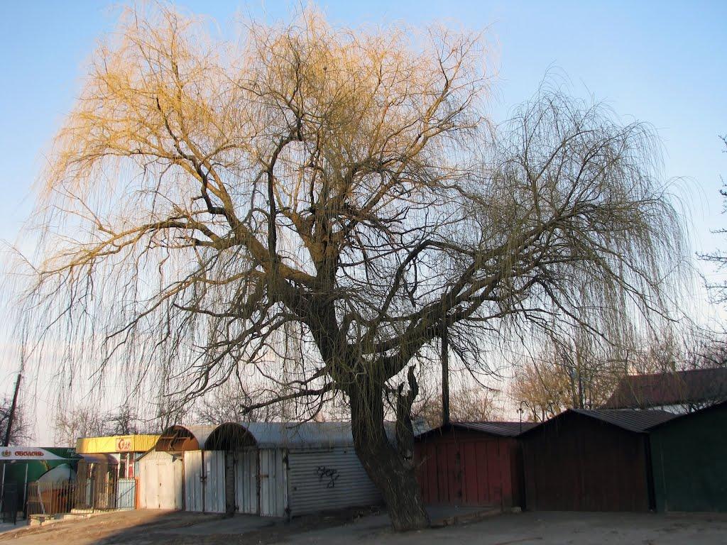 Фастів з panoramio.com (ч.2) - Фастів