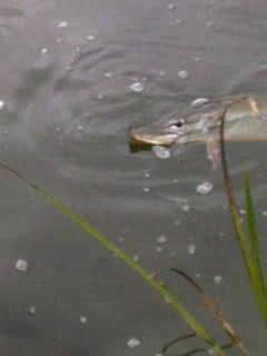 Будище з panoramio.com - Будище