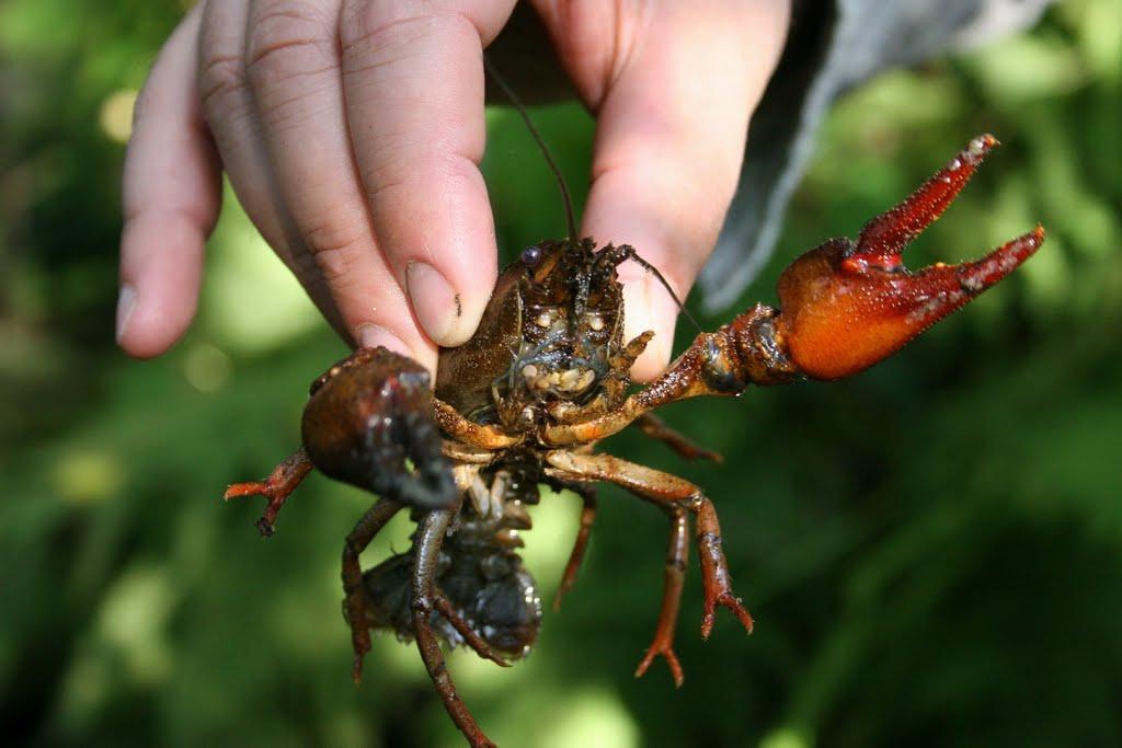 Чижівка з panoramio.com - Чижівка