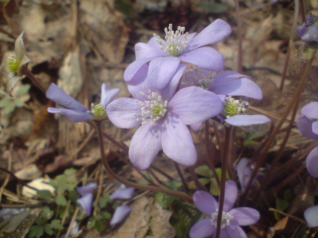 Нова Борова з panoramio.com - Нова Борова