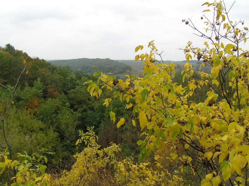 В'язівок з panoramio.com - В'язівок