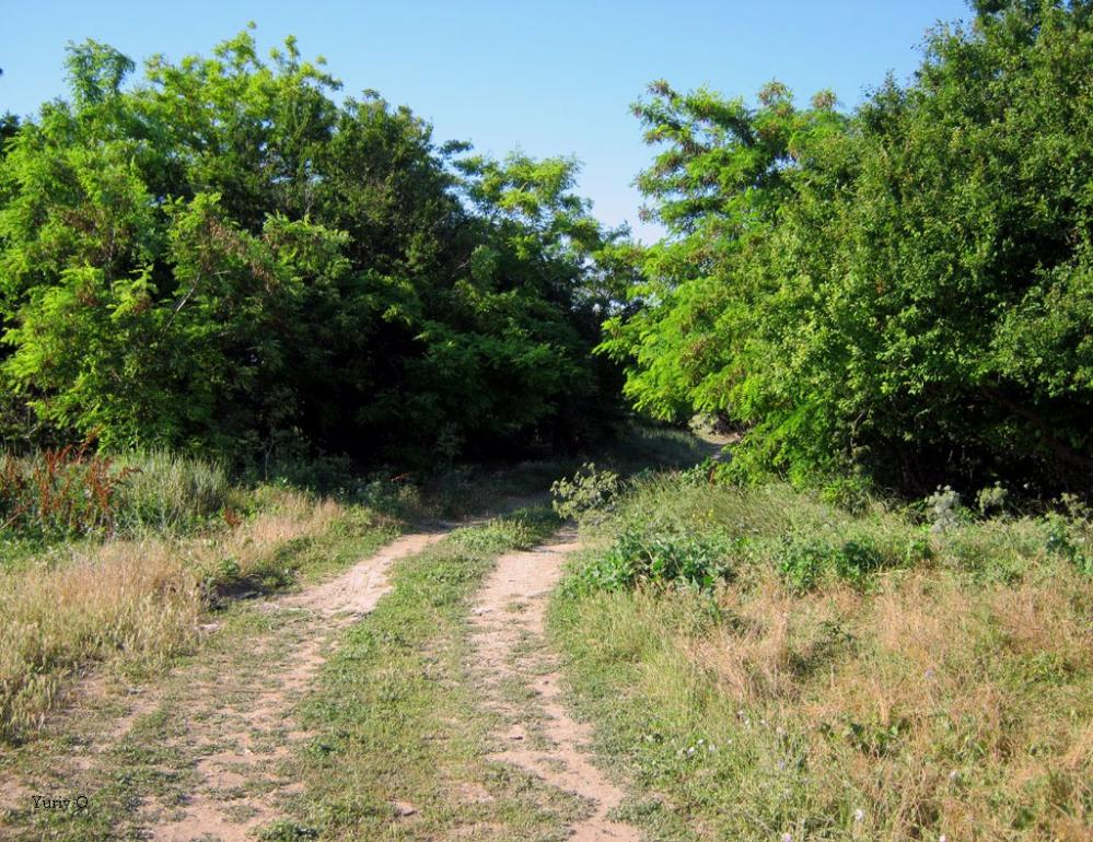 Щасливцеве з panoramio.com (ч.2) - Счастливцево