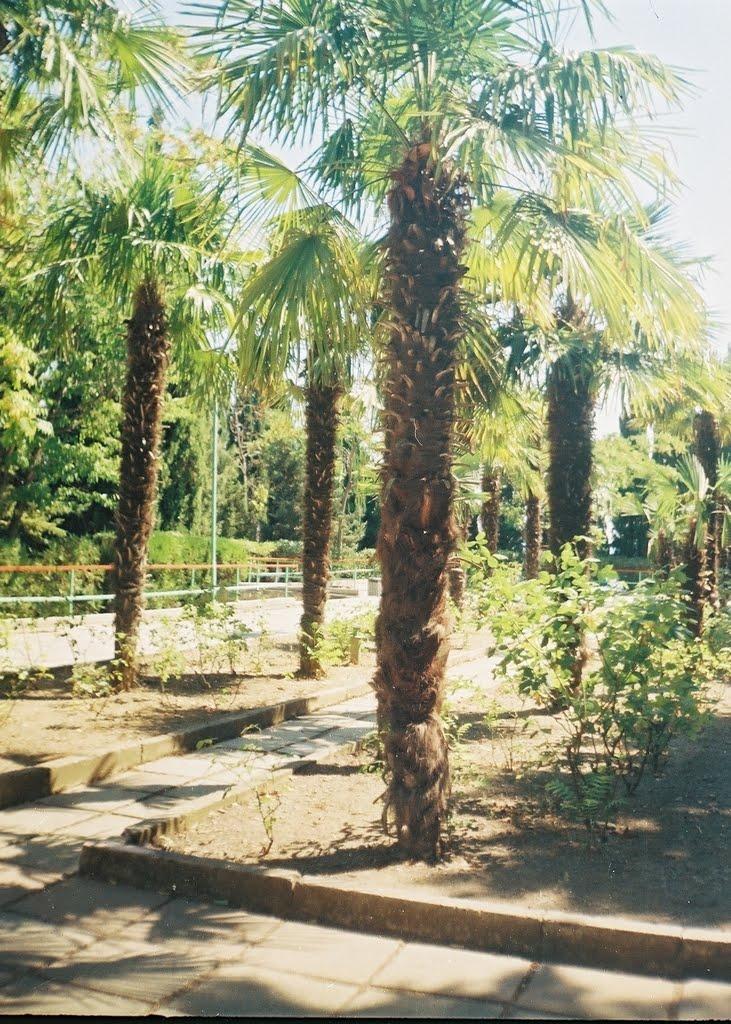 Чайка з panoramio.com - Чайка