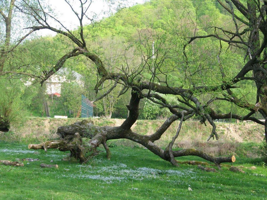 Кам'яниця з panoramio.com - Kamyanytsya