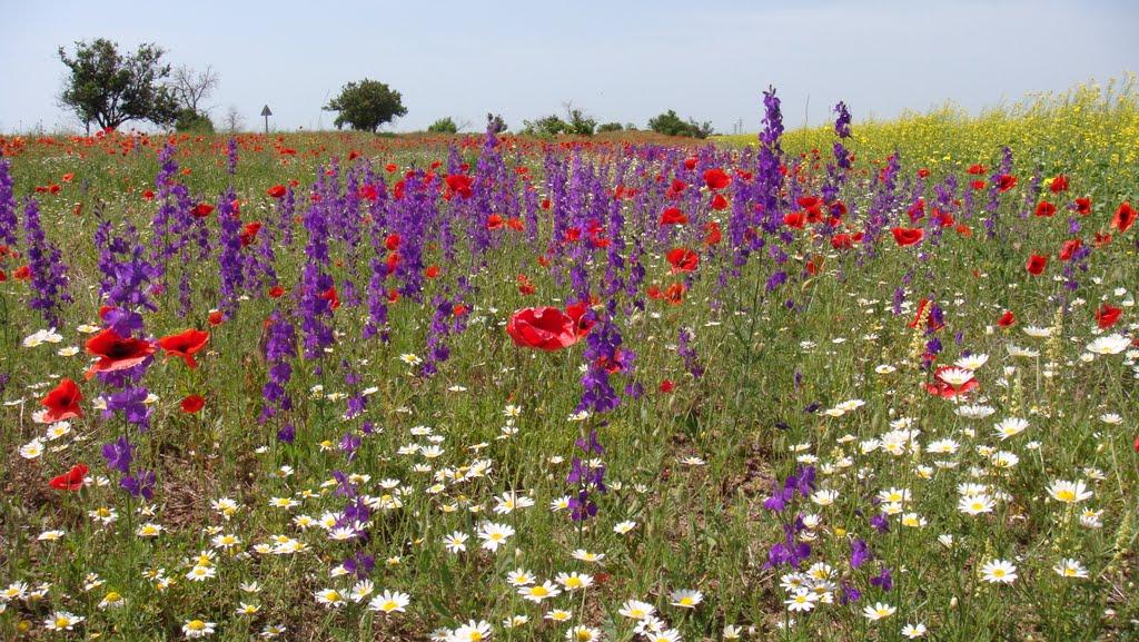 Овражне з panoramio.com - Овражне