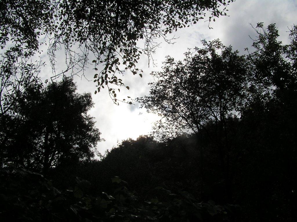 В'язівок з panoramio.com - Вязивок