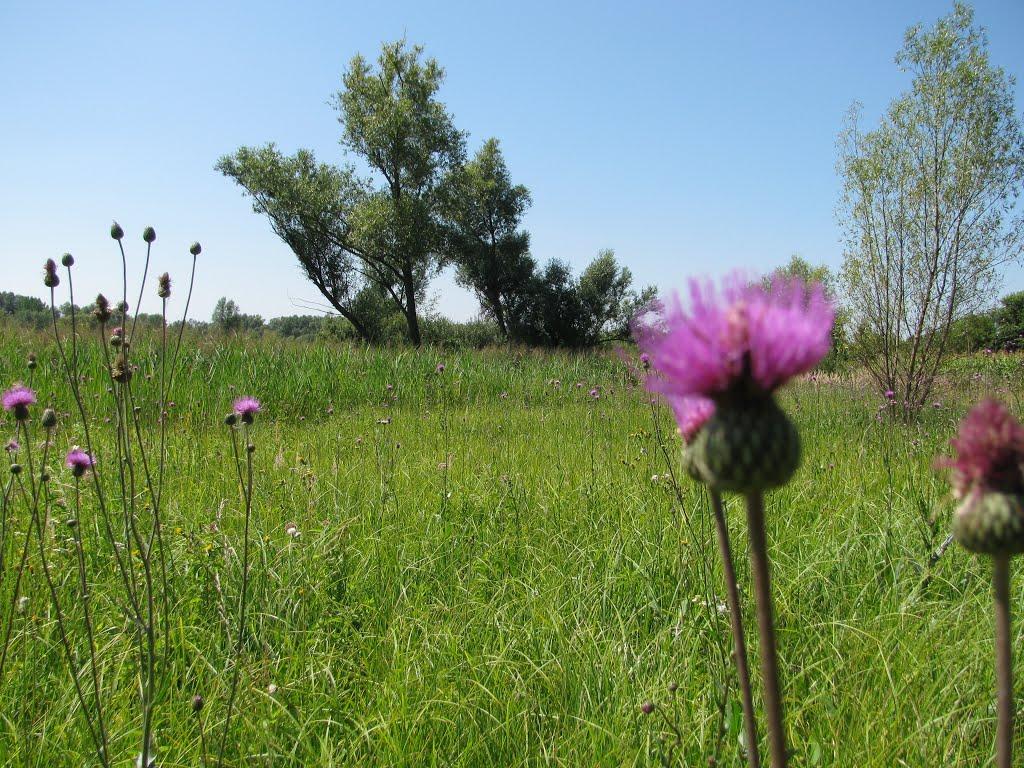 Долинівка з panoramio.com - Долиновка