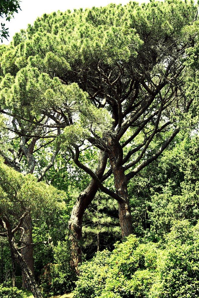 Кореїз з panoramio.com (ч.2) - Кореїз