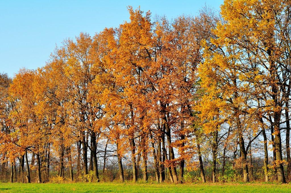 Малютянка з panoramio.com - Малютянка