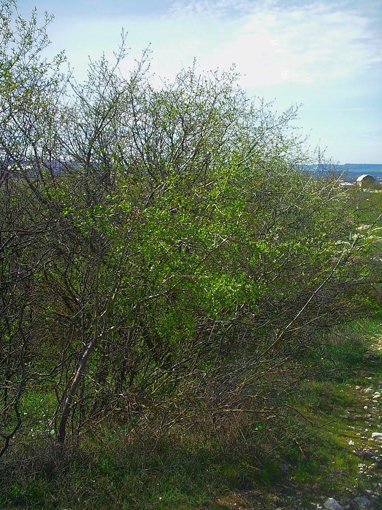 Приятне Свідання з panoramio.com - Приятне Свідання