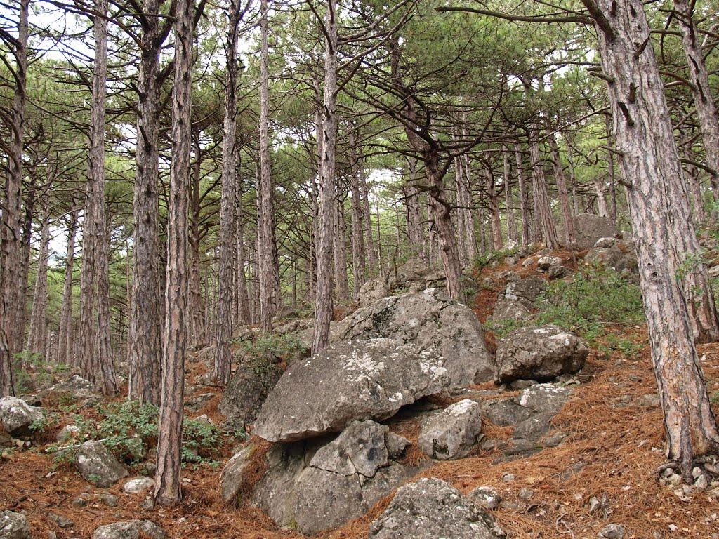Кореїз з panoramio.com (ч.2) - Koreyiz