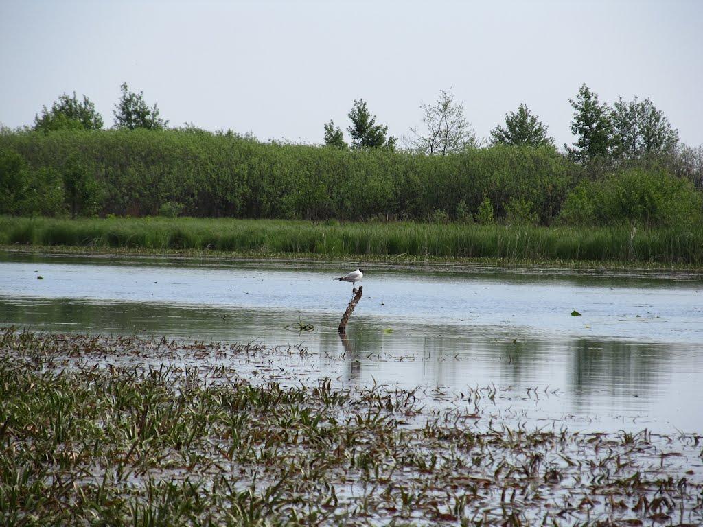 Сваловичі з panoramio.com - Сваловичи
