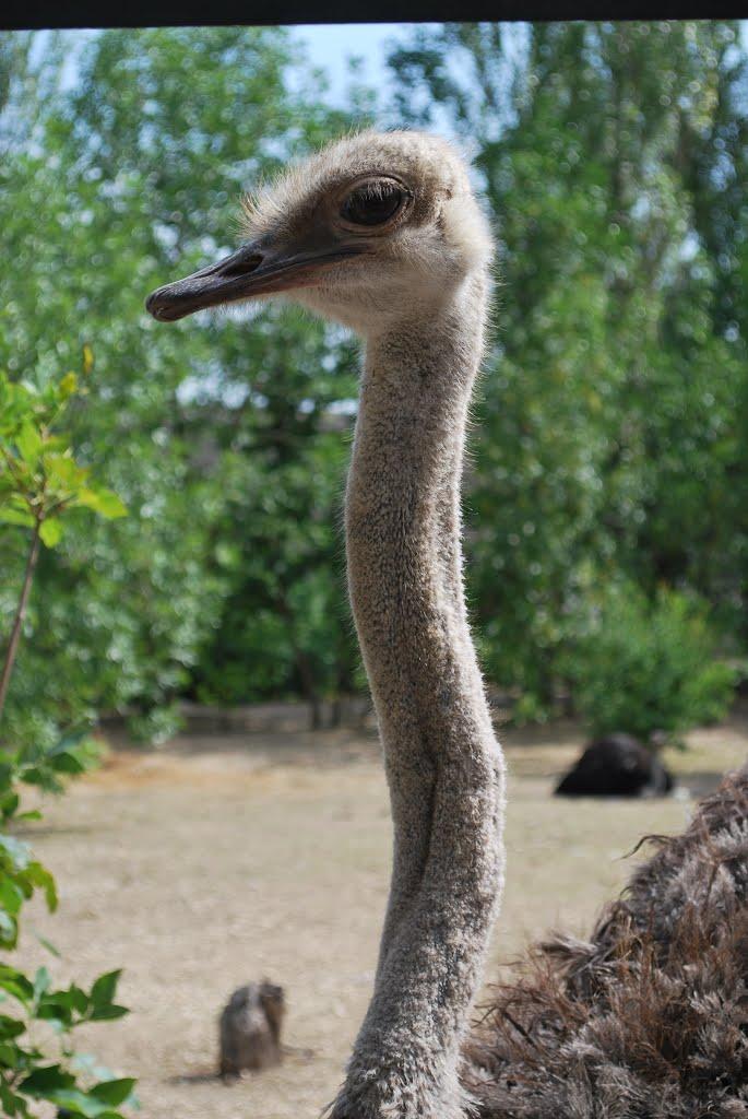 Білогірськ з panoramio.com - Білогірськ