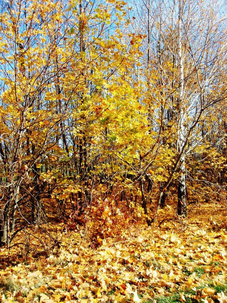 Пологи з panoramio.com - Пологи