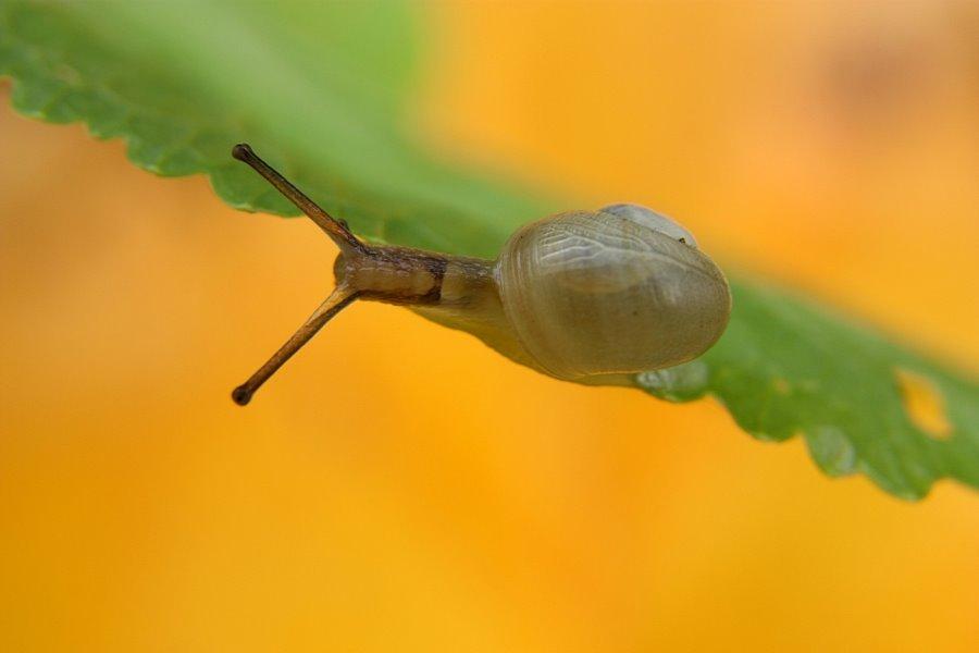 Білий Камінь з panoramio.com - Білий Камінь