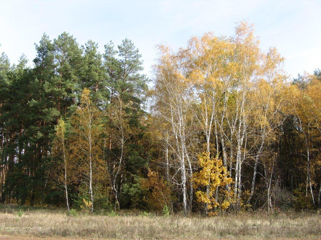 Добренька з panoramio.com - Добренькая