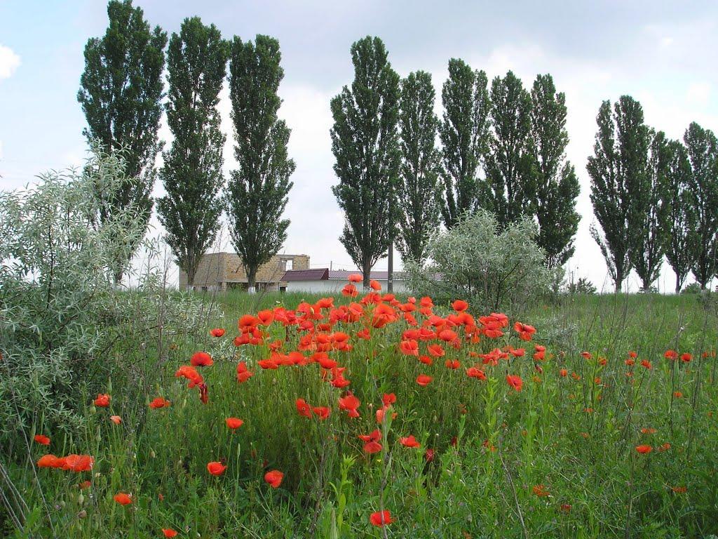 Світле з panoramio.com - Світле