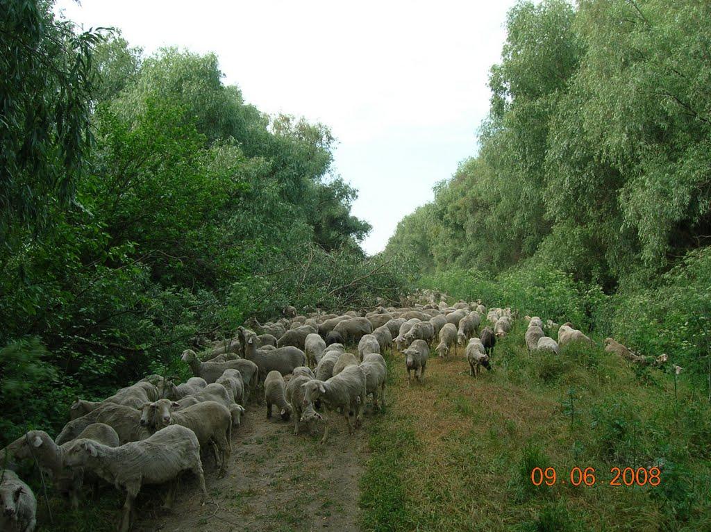 Кілія з panoramio.com (ч.2) - Кілія