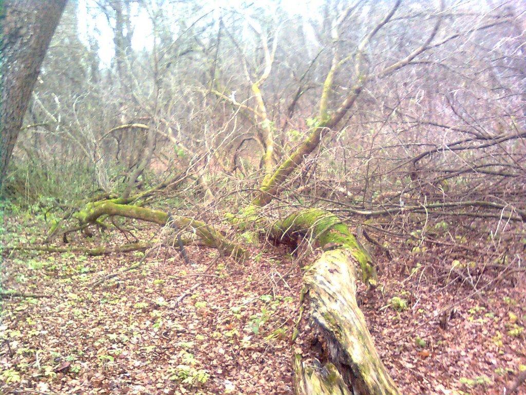 Дячківка з panoramio.com - Дячківка