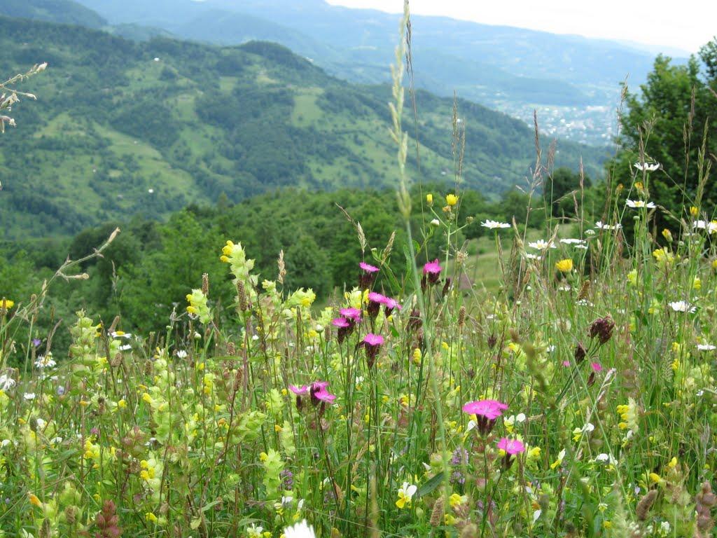 Нижній Дубовець з panoramio.com - Нижній Дубовець