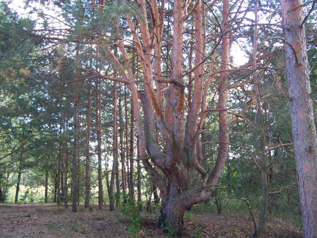 Побичі з panoramio.com - Побичі