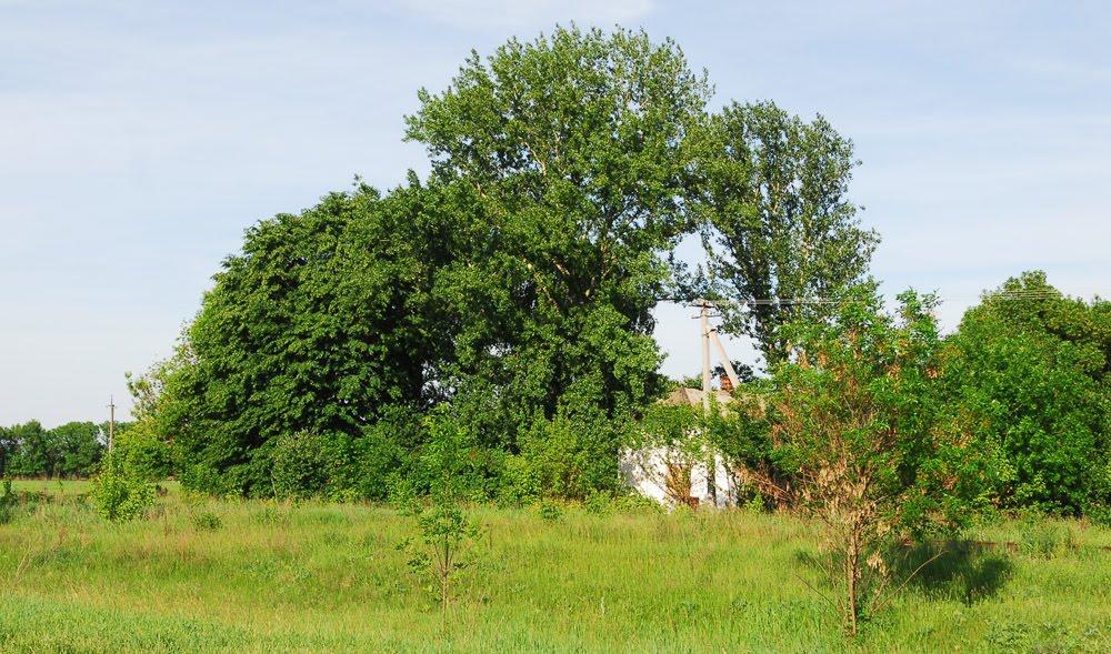 Узин з panoramio.com - Узин