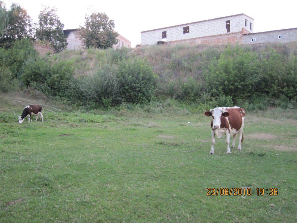 Богуслав з panoramio.com - Богуслав