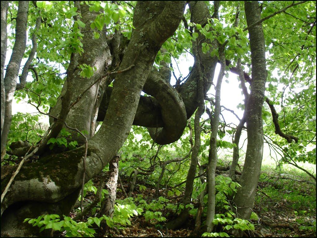 Многоріччя з panoramio.com - Многоріччя