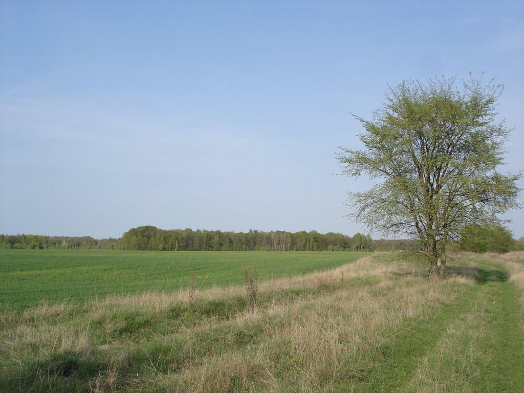 Червона Зірка з panoramio.com - Червона Зірка