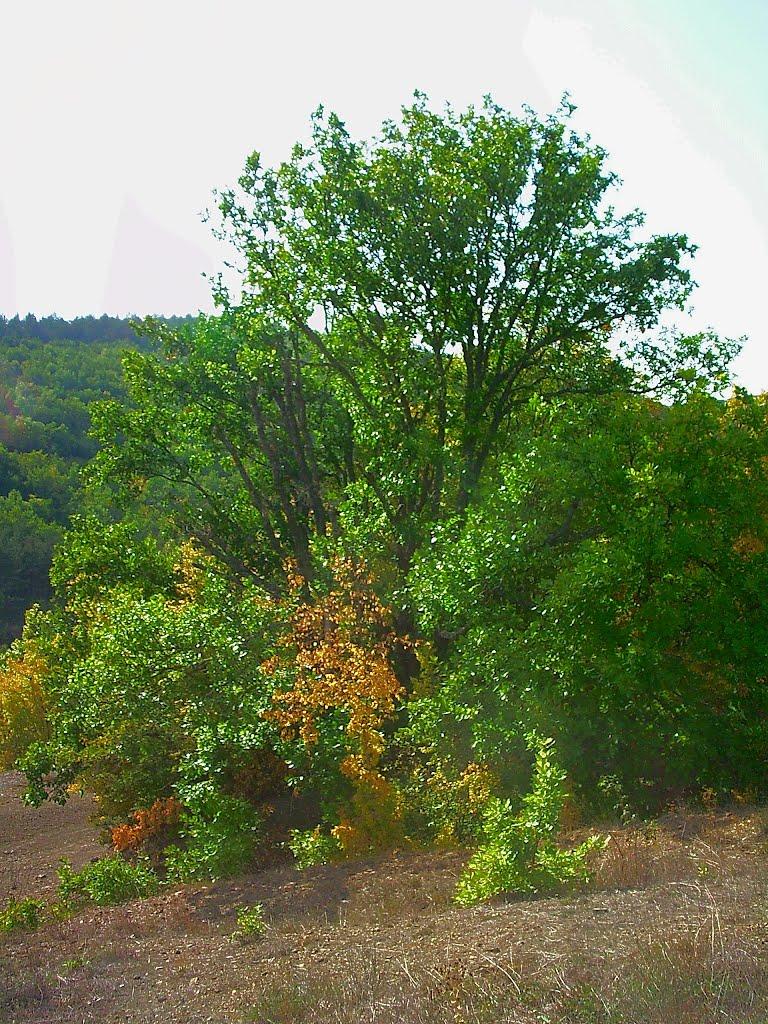 Богатир з panoramio.com - Богатырь