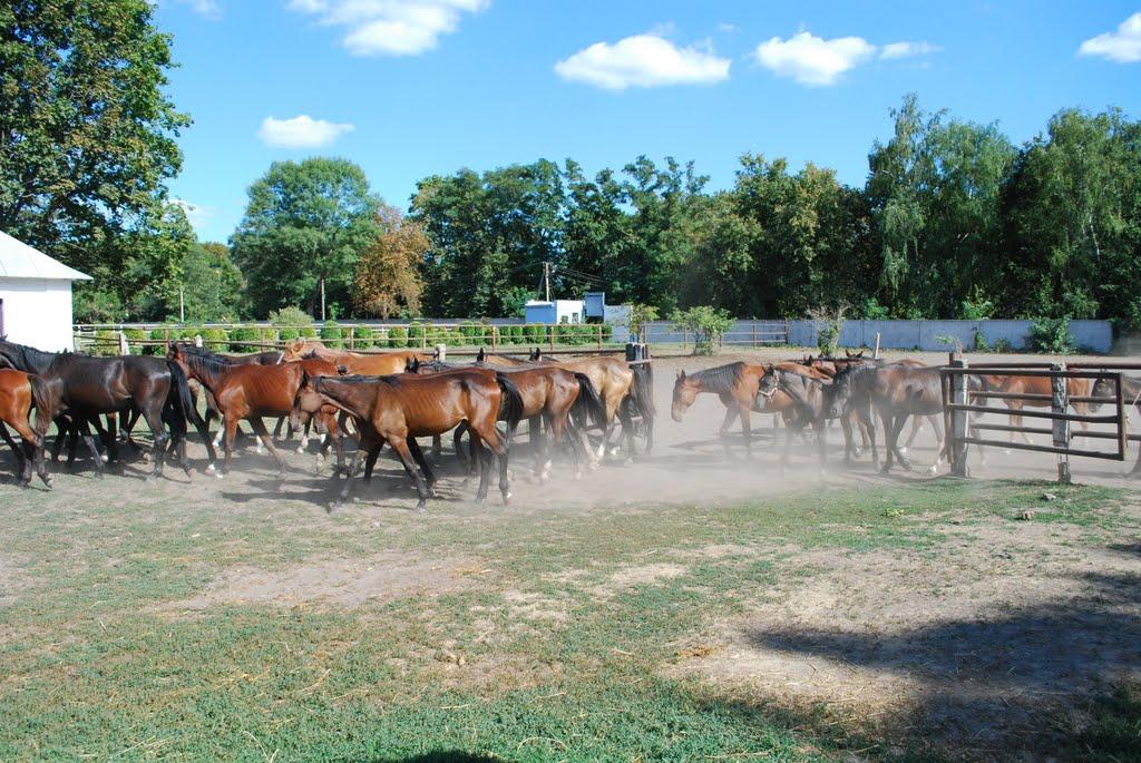 Дібрівка з panoramio.com - Дібрівка