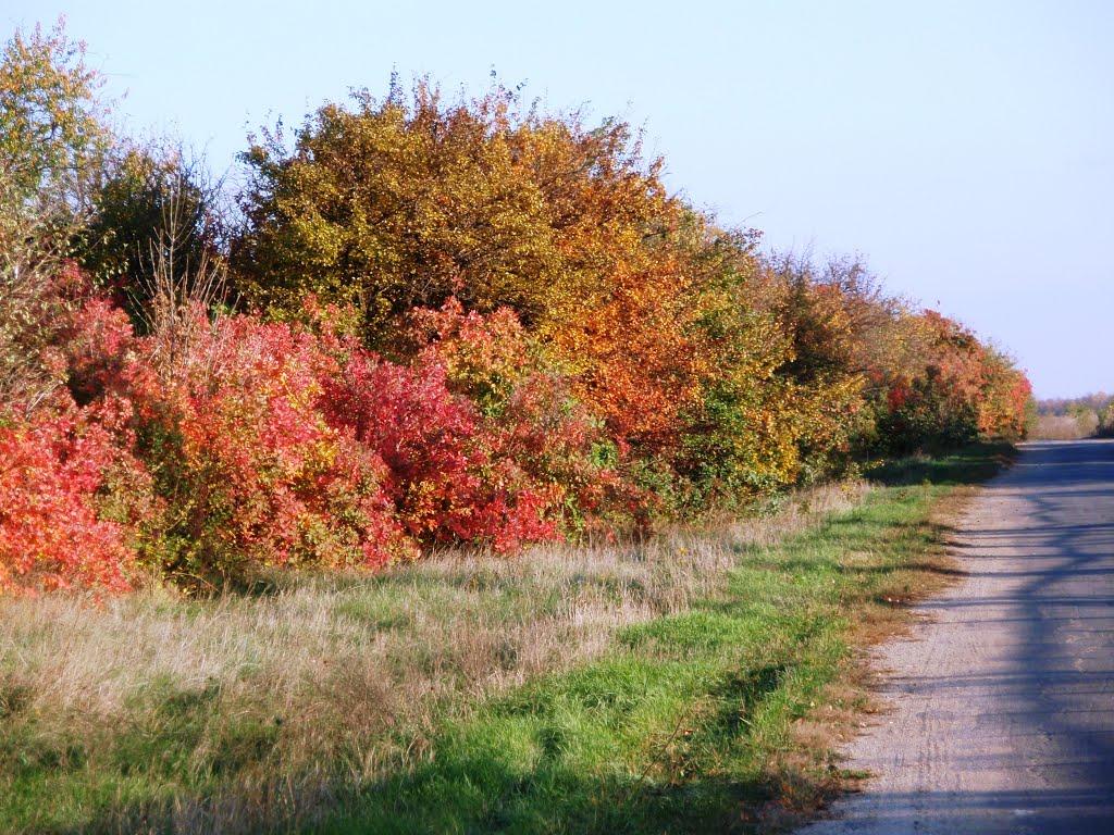 Пологи з panoramio.com - Пологи