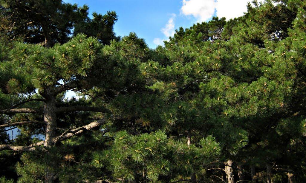 Совєтське з panoramio.com (ч.2) - Советское